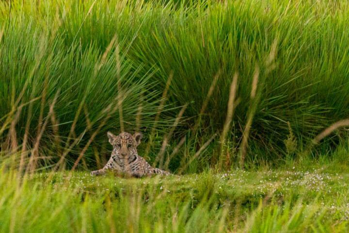 Argentina ibera jaguar release c rewilding argentina9