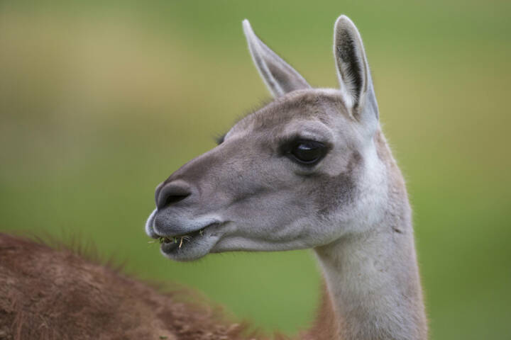 Argentina patagonia parque guanaco c hernan povedano rewilding argentina