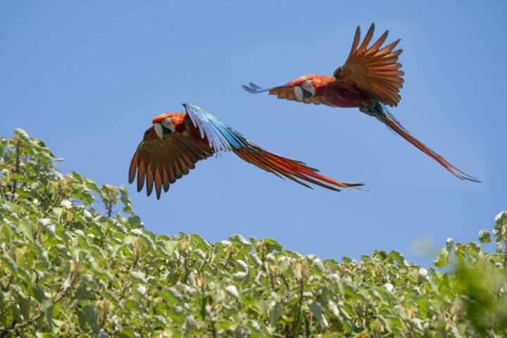 Argentina ibera macaws c tompkins conservation
