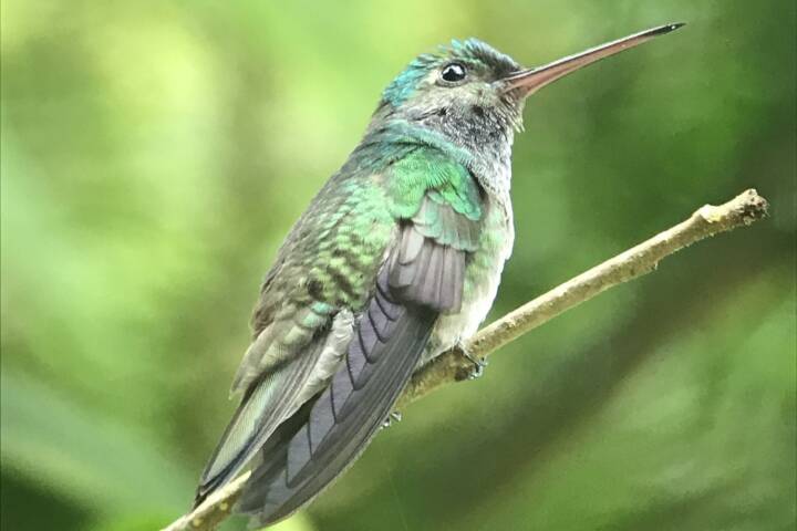 Costa rica matapalo hummingbird c thomas power pura aventura