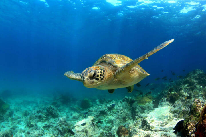 Ecuador galapagos islands green sea turtle swimming underwater20180829 76980 windbn
