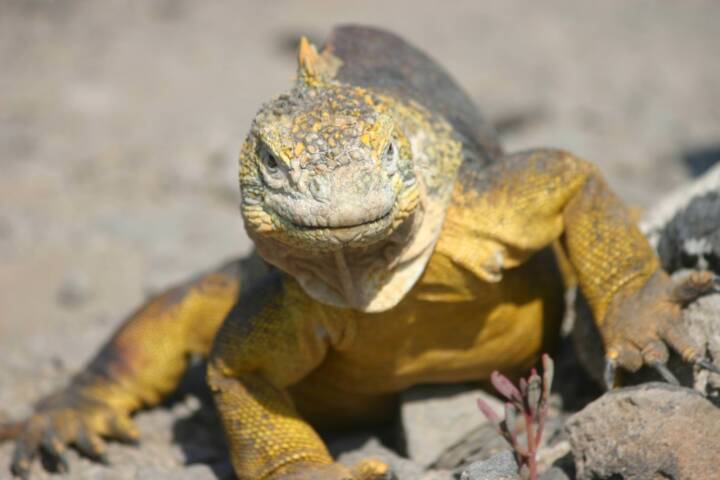 Ecuador galapagos islands land iguana
