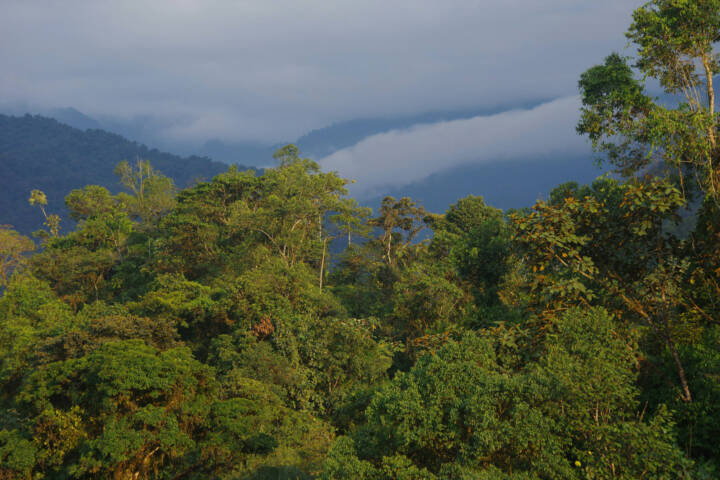 Ecuador mindo cloud forest canopy 2 chris bladon