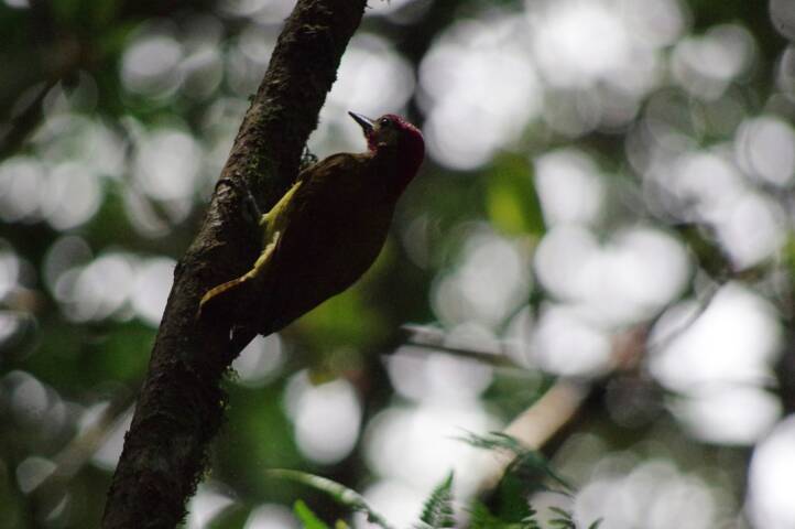 Peru machu picchu birdwatching 13 c chris bladon