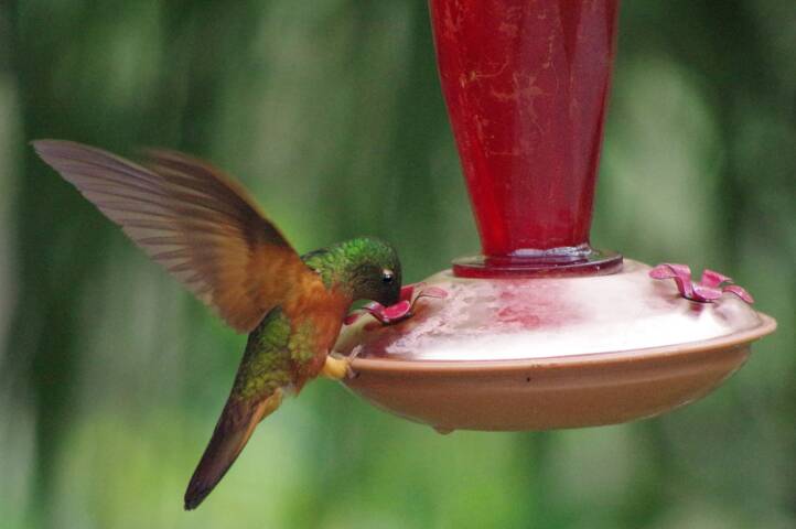 Peru machu picchu birdwatching 4 c chris bladon