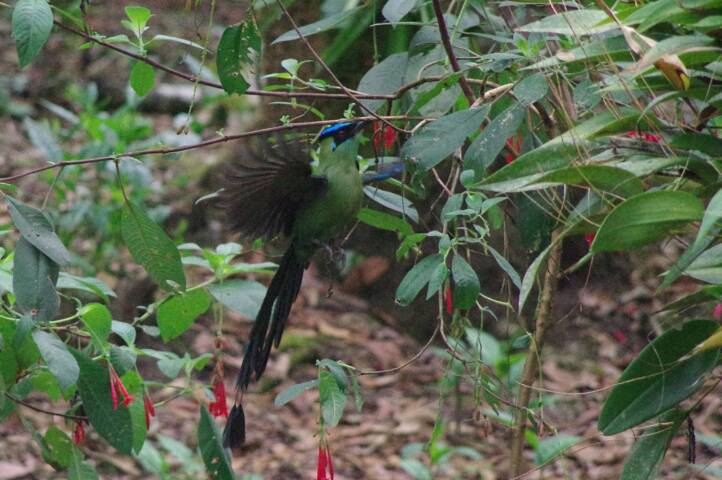 Peru machu picchu birdwatching 6 c chris bladon