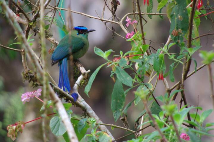 Peru machu picchu andean motmot chris bladon 2