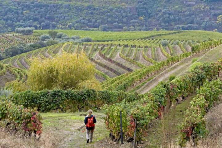 Portugal douro loivos pinhao hike seven