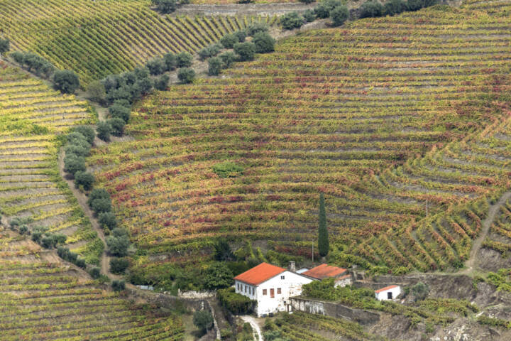 Portugal douro quinta autumn