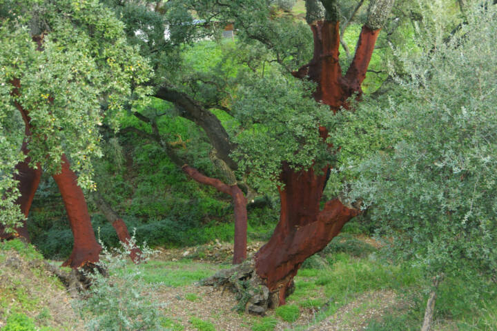 Spain andalucia alajar linares walk copyright chris bladon 2