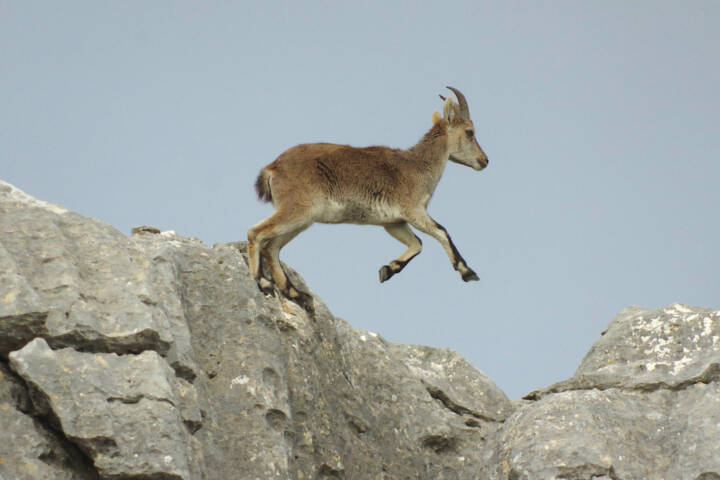Spain andalucia ibex el torcal copyright chris bladon pura aventura 3