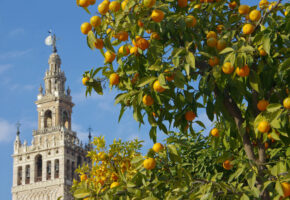 Spain seville giralda cathedral chris bladon pura