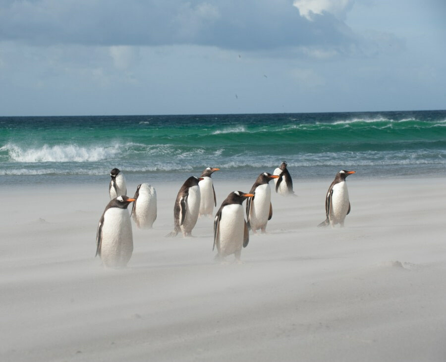 Antarctica falkland islands gentoo penguins beach c Erwin Vermeulen