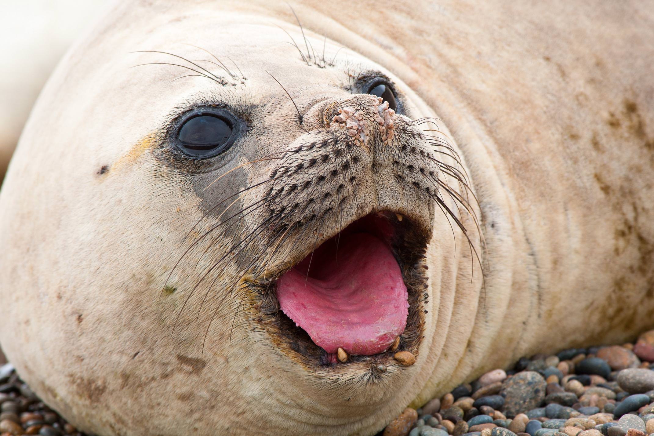 Antarctica fur seal