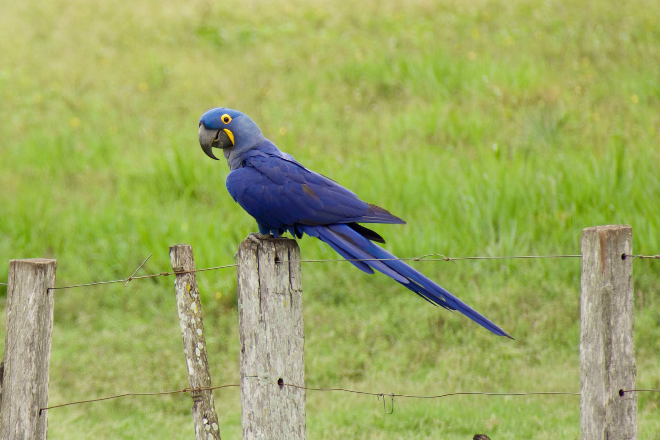 Brazil pantanal caiman lodge hyacinth macaw on fence copyright thomas power pura aventura