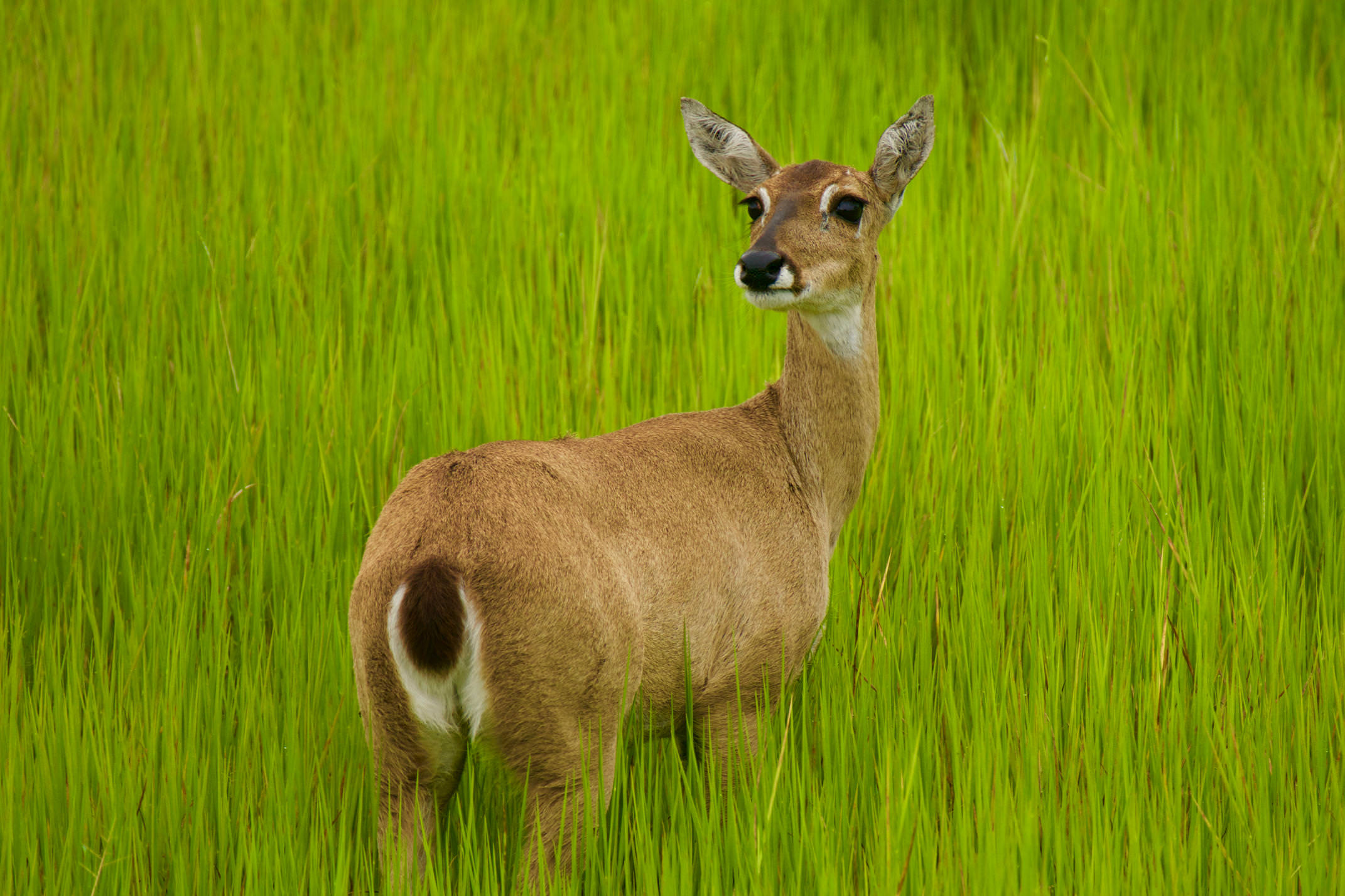Brazil pantanal caiman lodge marsh deer single copyright thomas power pura aventura