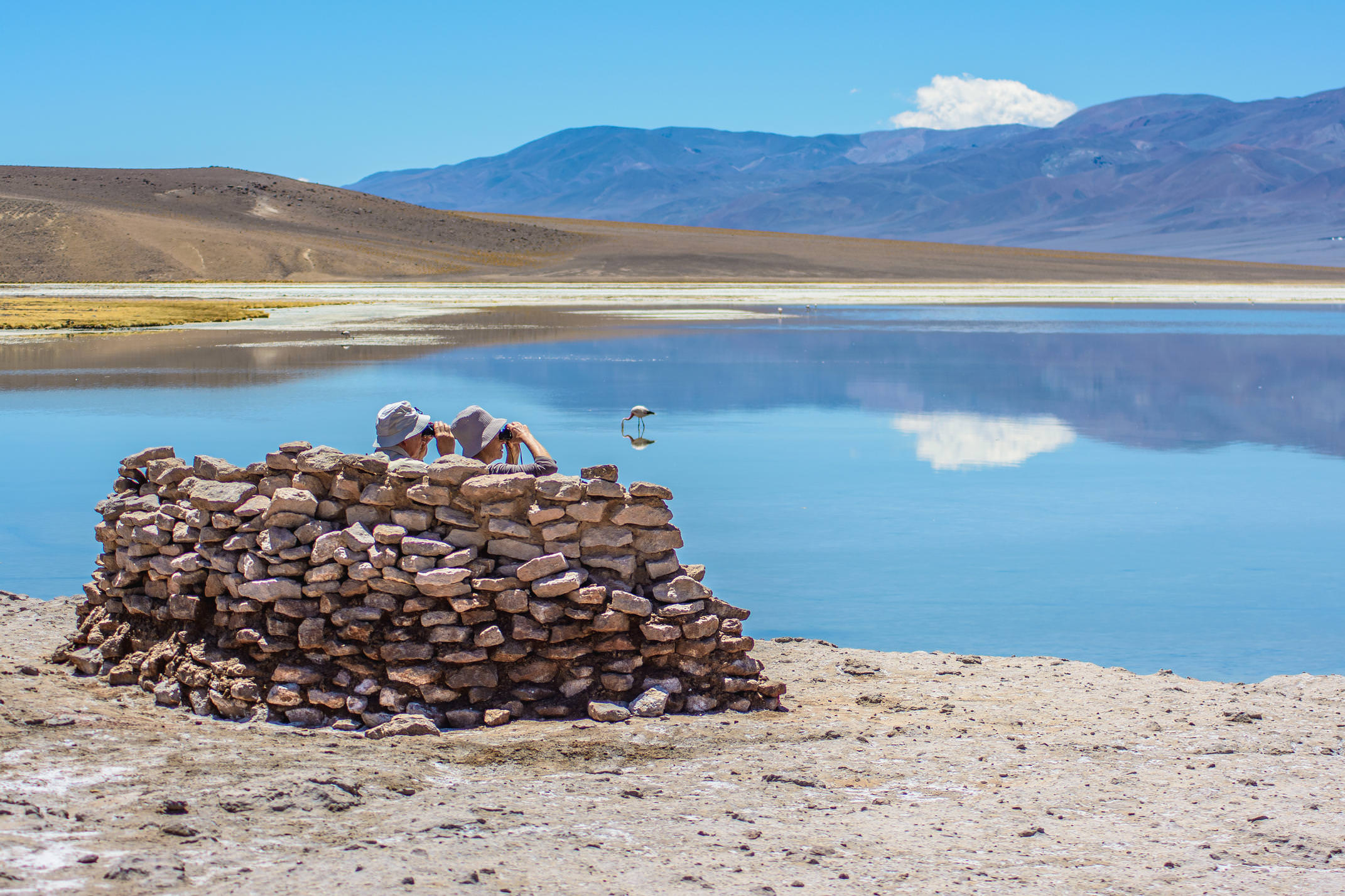 Chile copiapo birdwatching lagoon c alvaro guide
