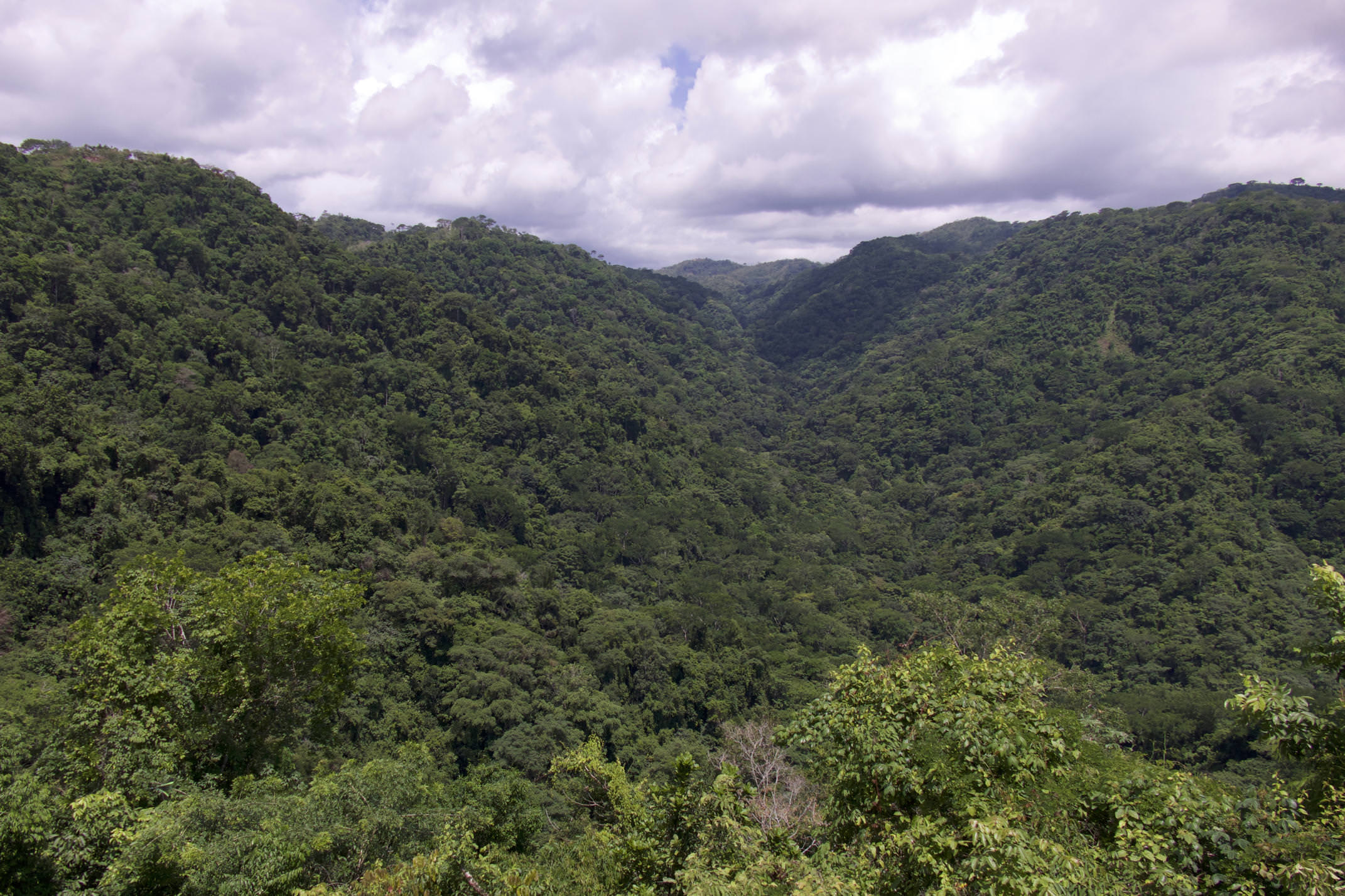 Costa rica pacific carara national park big forest