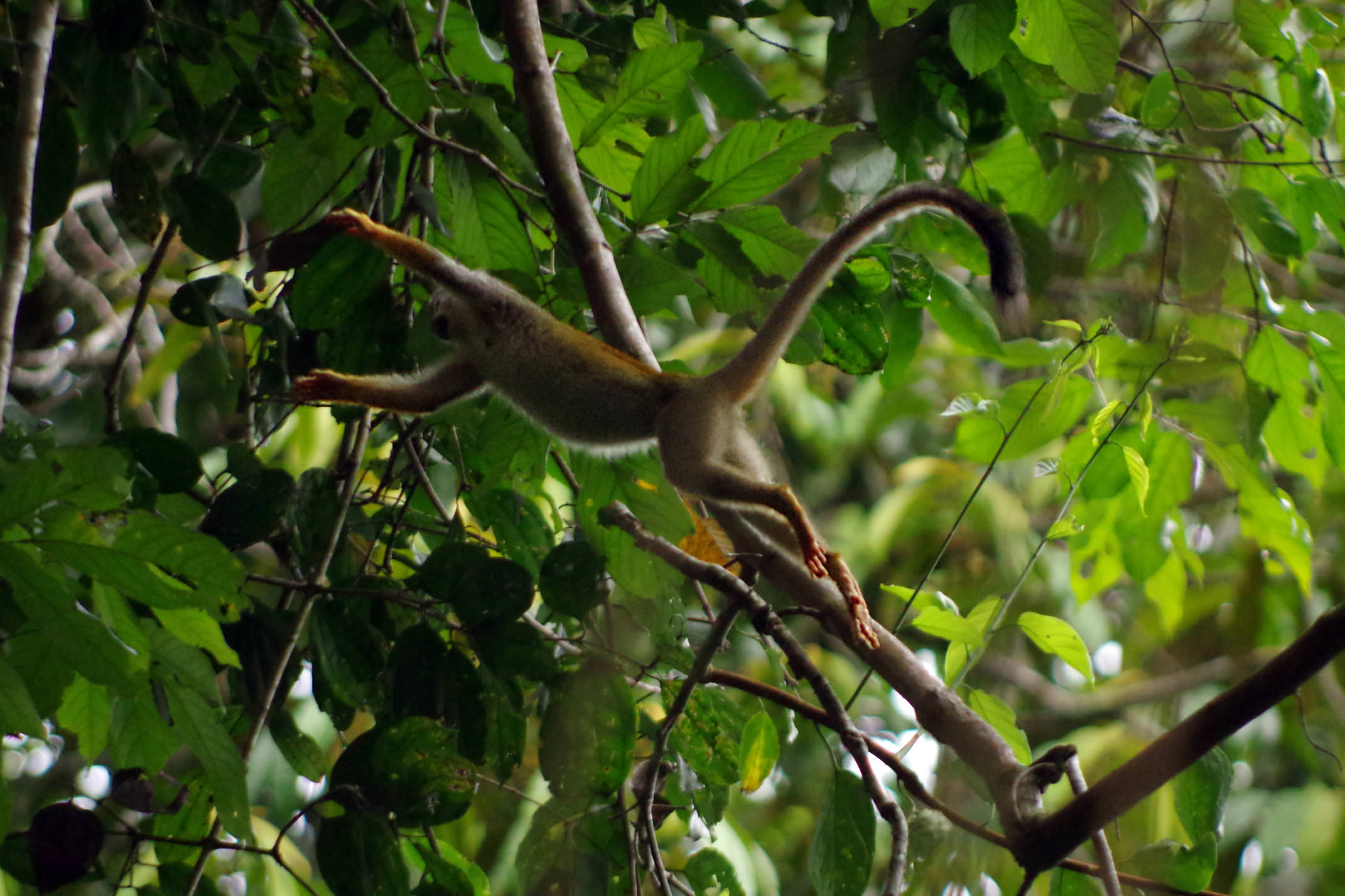 Ecuador amazon squirrel monkey 2 near lodge chris bladon
