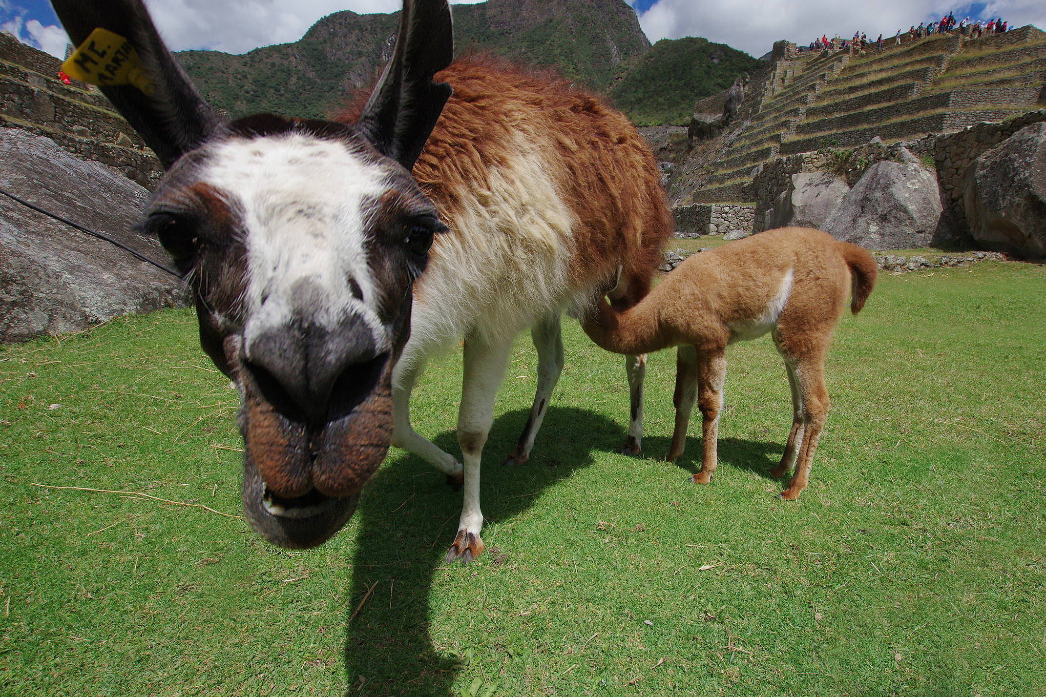 Llama at machu picchu chris bladon