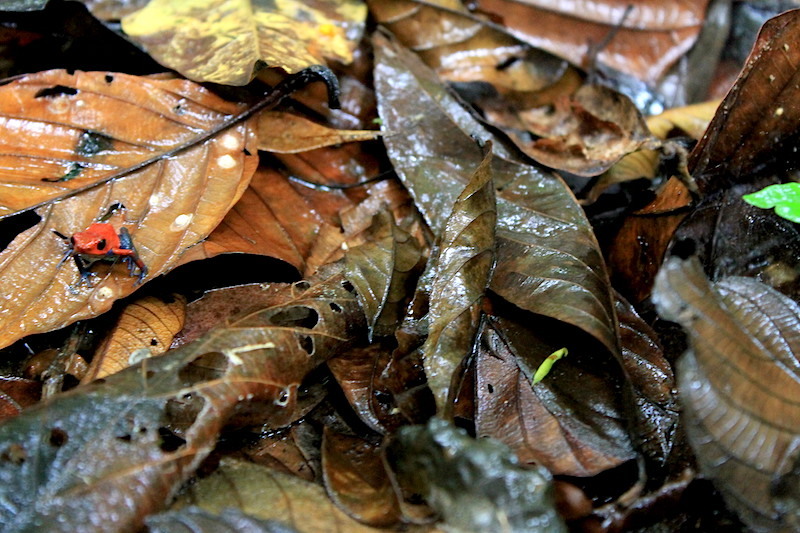 Nicaragua rio san juan indio maiz bartola trail c vapues4