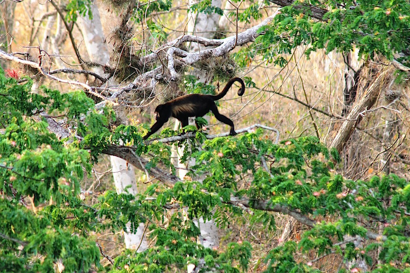 Nicaragua rio san juan indio maiz bartola trail c vapues5