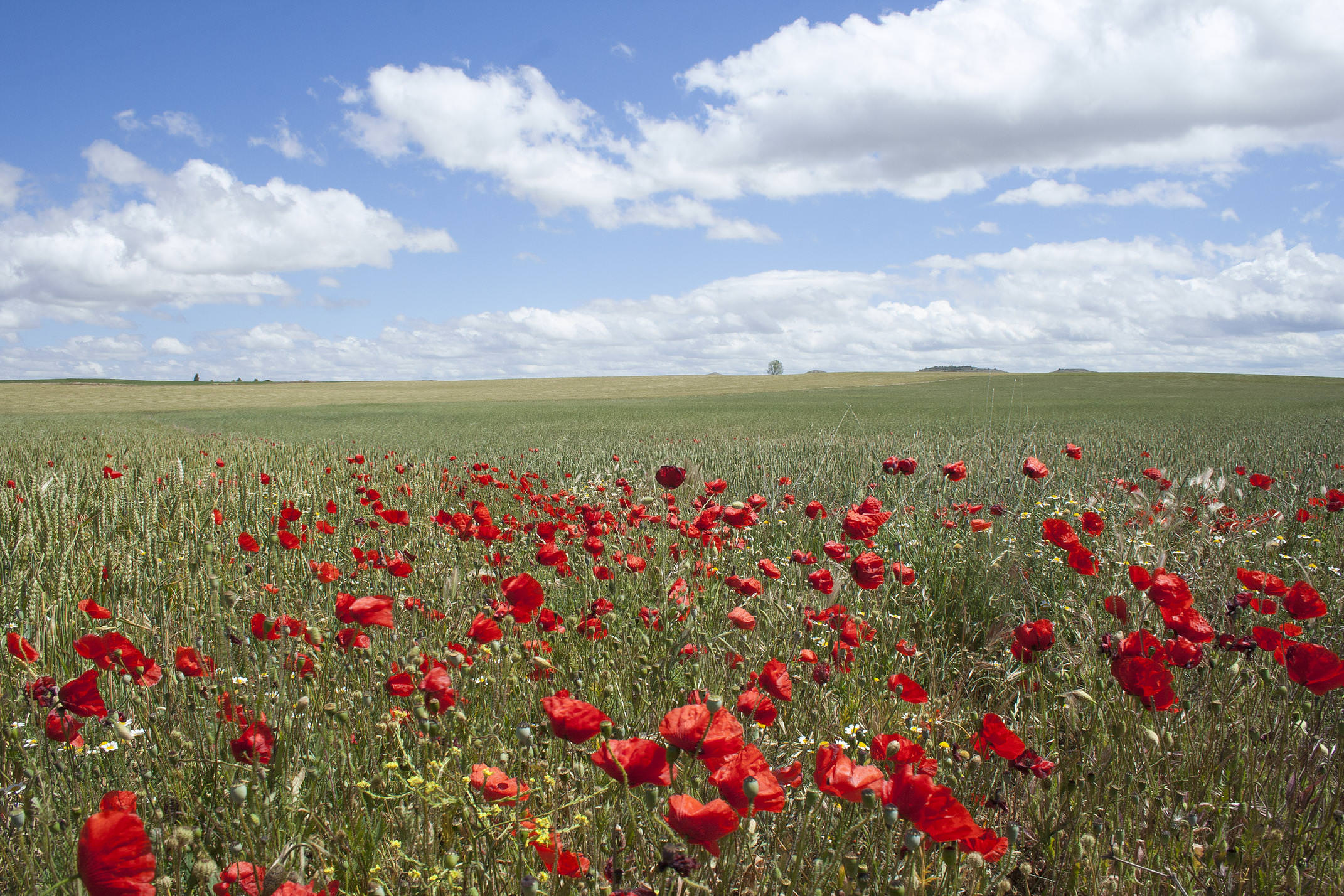 Spain burgos camino castrojeriz tierra de campos poppies c dmartin