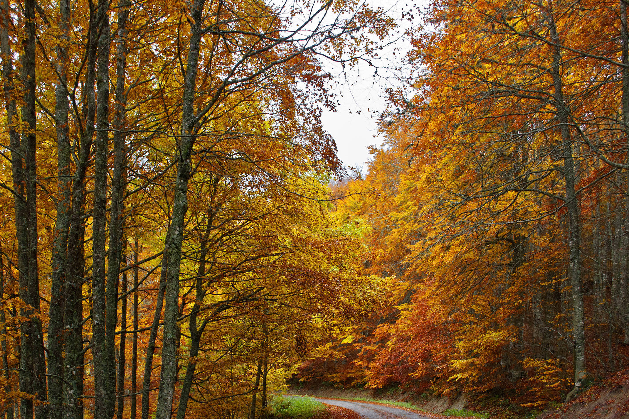 Spain catalonia garrotxa jorda beech forest 2 c shutter